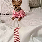 Bella is registered to the contest to win money with this photo: dog, small_dog, bed, white_bed, pajamas, pink_clothing, pearl_necklace, pet, cute, fur, indoors, cozy, resting, portrait, animal, sleepwear, blanket, fabric, fur_texture, tiny