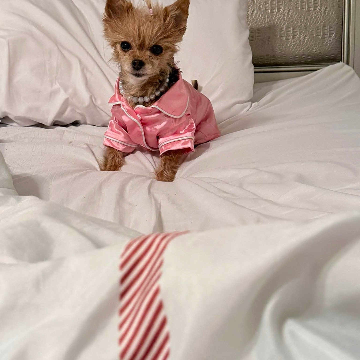 Bella is registered to the contest to win money with this photo: animal, bed, blanket, cozy, cute, dog, fabric, fur, fur_texture, indoors, pajamas, pearl_necklace, pet, pink_clothing, portrait, resting, sleepwear, small_dog, tiny, white_bed