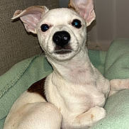 Milou participe au concours pour gagner de l'argent avec cette photo : animal, blanket, brown_spots, canine, companion, couch, cute, dog, domestic, ears, eyes, fur, indoor, lying_down, nose, pet, puppy, relaxed, small_dog, white_fur