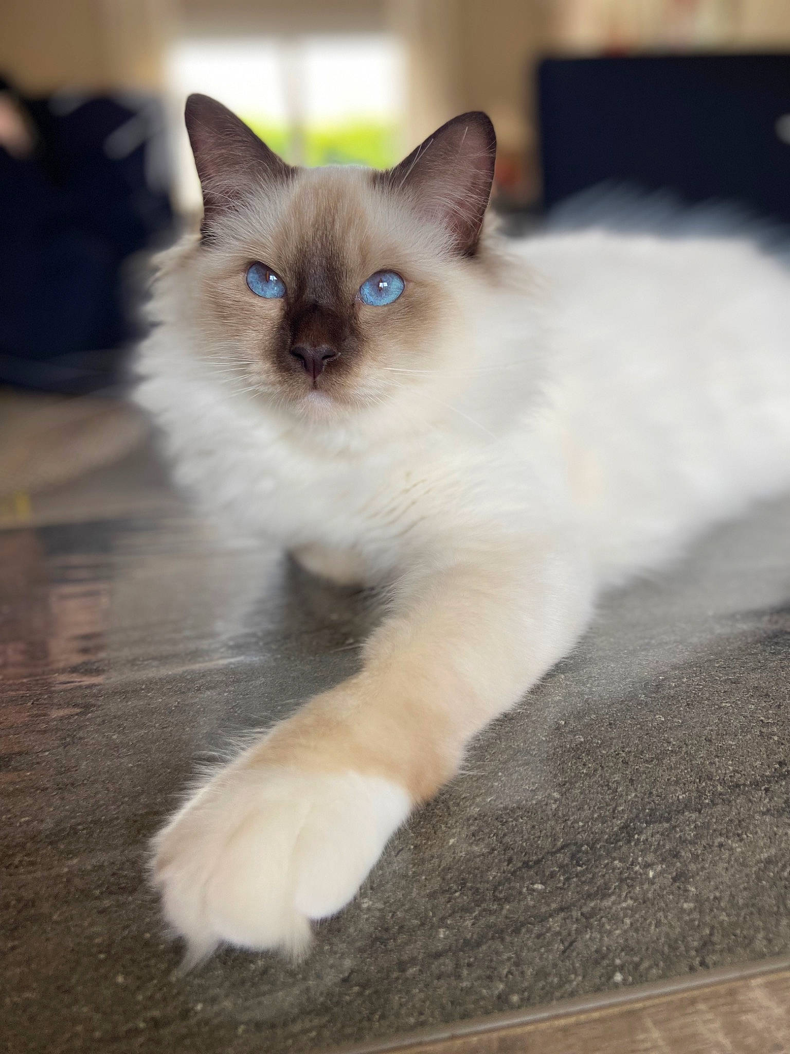 Scouby participe au concours pour gagner de l'argent avec cette photo : balinese, birman, carnivore, cat, domestic_short_haired_cat, electric_blue, eye, fawn, felidae, flooring, fur, paw, ragdoll, siamese, small_to_medium_sized_cats, snout, tail, terrestrial_animal, thai, whiskers