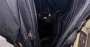 Salem is registered to the contest to win money with this photo: black_cat, bag, zipper, plastic_bin, household_items, clutter, indoor, hiding, feline, pet, dark, shadow, eyes_glowing, fabric, storage, container, floor, step_stool, corner, quiet