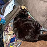 Salem joined the competition — help win amazing prizes! black_cat, sleeping, blanket, couch, paper, notebook, pen, cozy, indoor, furniture, animal, pet, resting, fur, colorful_blanket, clutter, relaxation, domestic, soft, home