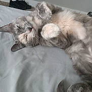 Two Face is registered to the contest to win money with this photo: animal, blanket, cat, cozy, cute, domestic_animal, feline, fluffy, fur, gray, indoor, lying_down, paws, pet, relaxed, resting, sleepy, soft, whiskers, white