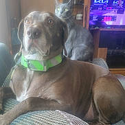 Bo is registered to the contest to win money with this photo: dog, cat, pets, animal, sitting, couch, collar, green_collar, gray_cat, brown_dog, indoors, living_room, television, furniture, portrait, close_up, pet_portrait, relaxed, alert, companions