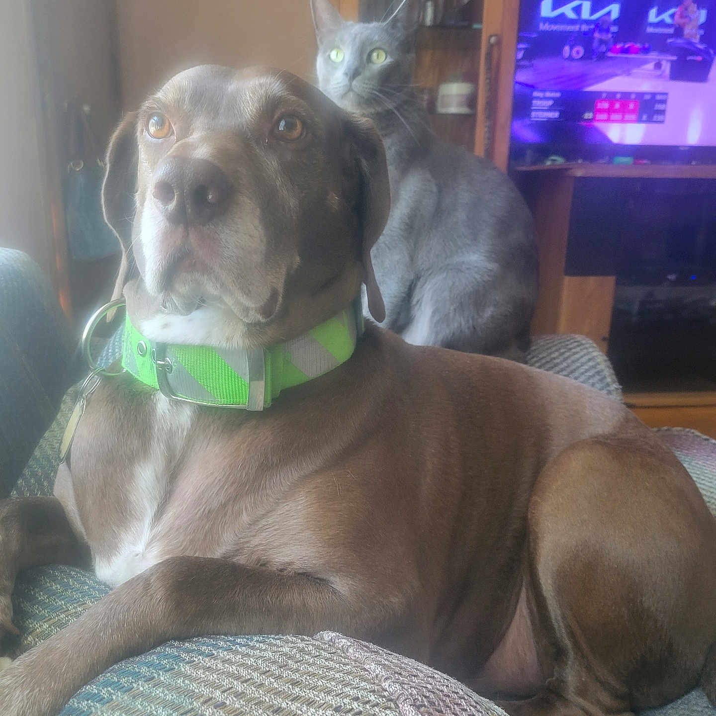 Bo is registered to the contest to win money with this photo: dog, cat, pets, animal, sitting, couch, collar, green_collar, gray_cat, brown_dog, indoors, living_room, television, furniture, portrait, close_up, pet_portrait, relaxed, alert, companions