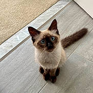 Tony Stark joined the competition — help win amazing prizes! adorable, animal, blue_eyes, cat, curious, cute, domestic, feline, floor, fur, indoor, kitten, looking_up, pet, siamese, sitting, small, tail, whiskers, young