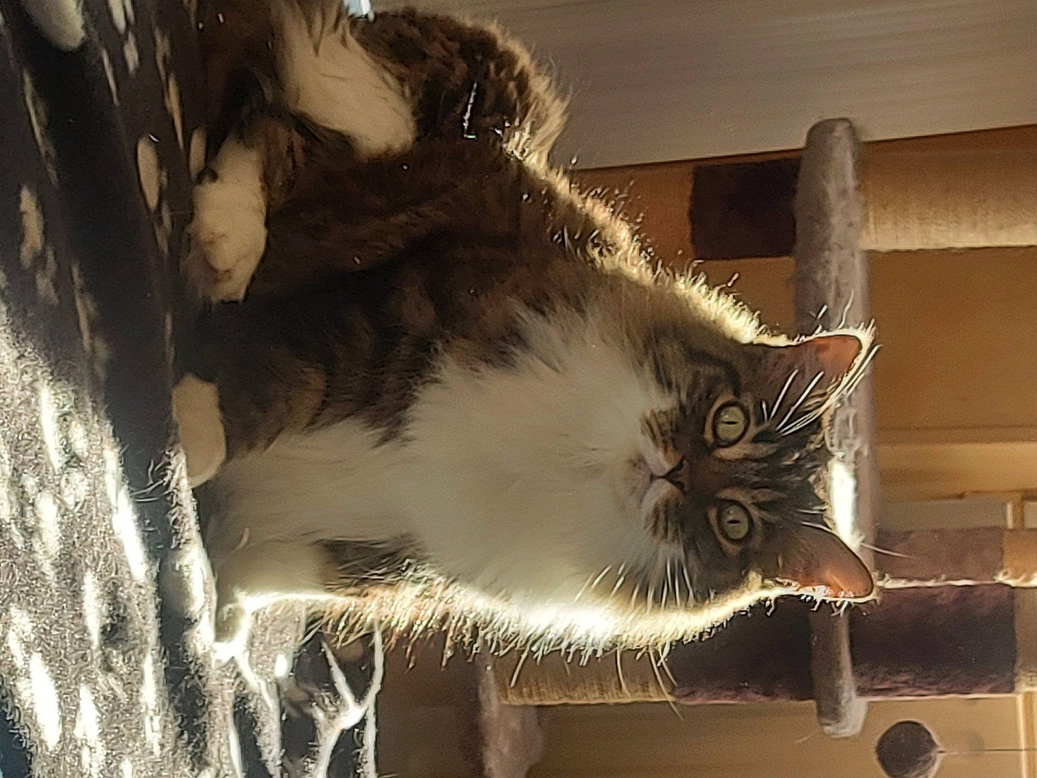 Ice Tea participe au concours pour gagner de l'argent avec cette photo : cardboard, carnivore, cat, darkness, domestic_short_haired_cat, felidae, fur, monochrome, monochrome_photography, night, paw, rectangle, shadow, small_to_medium_sized_cats, snout, tail, tints_and_shades, whiskers, window, wood