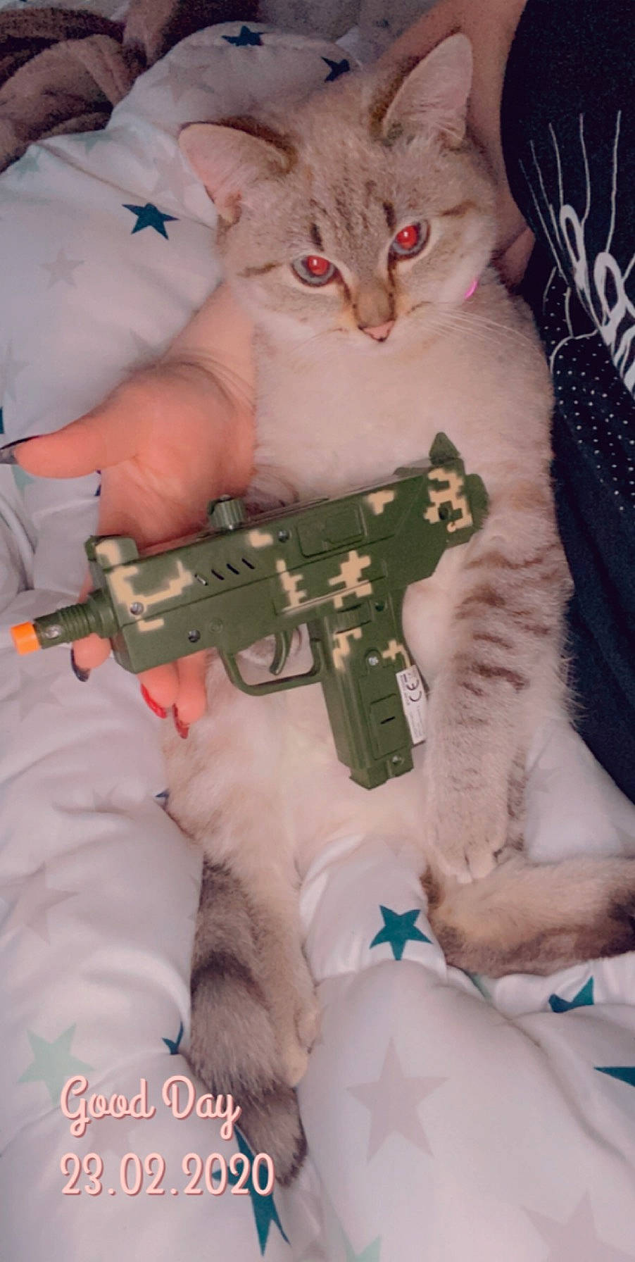 Perle participe au concours pour gagner de l'argent avec cette photo : asian, burmilla, carnivore, cat, felidae, firearm, gun, kitten, norwegian_forest_cat, persian, photo_caption, siberian, small_to_medium_sized_cats, turkish_angora, whiskers