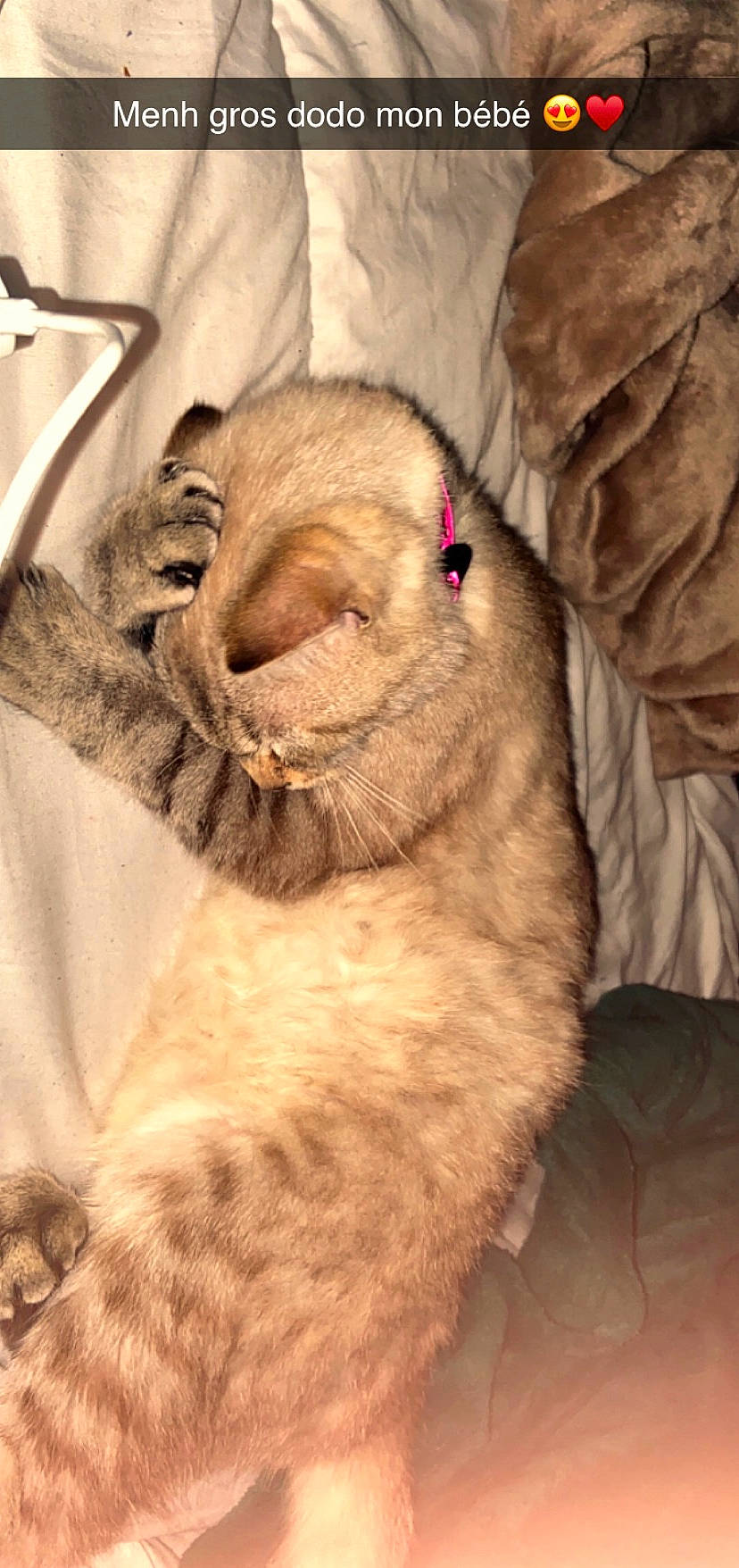 Perle a rejoint le concours — aidez-le/la à gagner de superbes lots ! carnivore, cat, fawn, felidae, fur, nose, small_to_medium_sized_cats, snout, whiskers