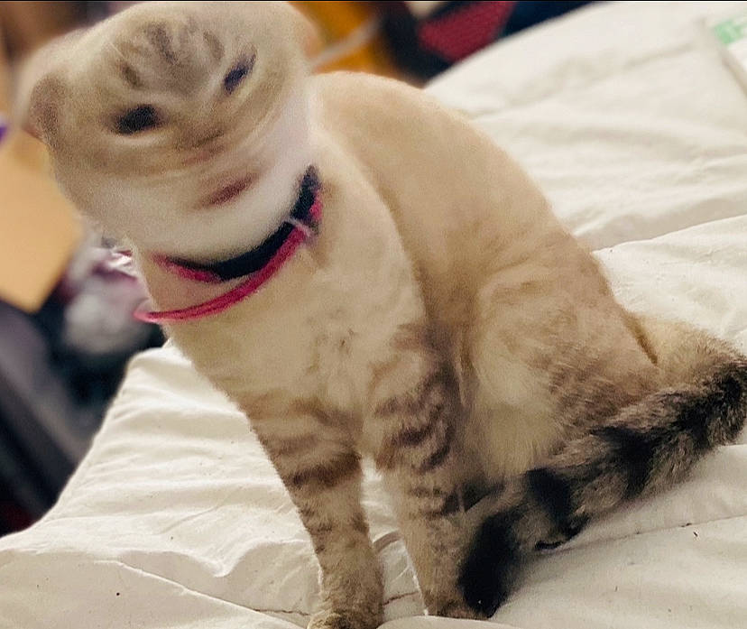 Perle a rejoint le concours — aidez-le/la à gagner de superbes lots ! american_curl, asian, balinese, carnivore, cat, claw, colorpoint_shorthair, european_shorthair, fawn, felidae, fur, mammal, paw, scottish_fold, small_to_medium_sized_cats, snout, tail, vertebrate, whiskers