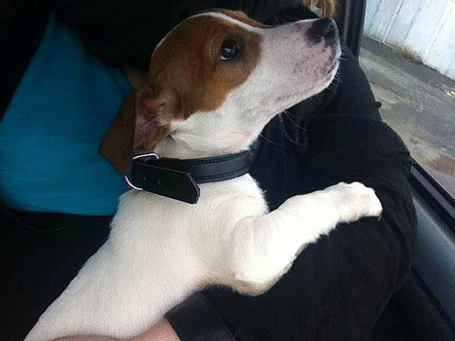 Ilona participe au concours pour gagner de l'argent avec cette photo : beagador, beagle, beagle_harrier, canidae, carnivore, companion_dog, danish_swedish_farmdog, dog, dog_breed, estonian_hound, harrier, jack_russell_terrier, mammal, puppy, rare_breed_dog, russell_terrier, snout, sporting_group, treeing_walker_coonhound, vertebrate