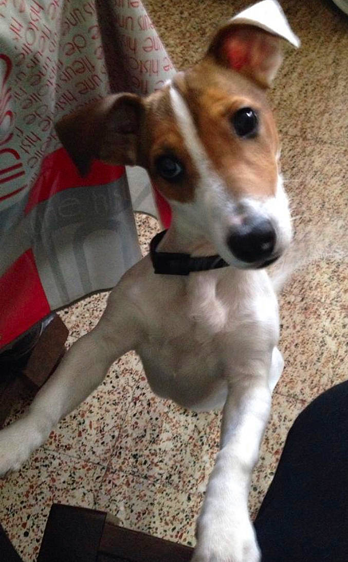 Ilona participe au concours pour gagner de l'argent avec cette photo : canidae, carnivore, companion_dog, dog, dog_breed, fawn, feist, fox_terrier, greyhound, italian_greyhound, magyar_agar, mammal, miniature_fox_terrier, rare_breed_dog, russell_terrier, smooth_fox_terrier, snout, treeing_feist, vertebrate, whippet