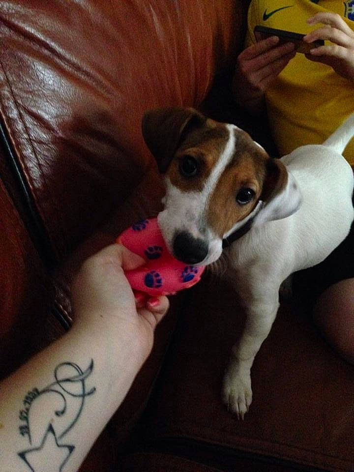 Ilona a rejoint le concours — aidez-le/la à gagner de superbes lots ! canidae, carnivore, companion_dog, dog, dog_breed, feist, fox_terrier, irishjacks, jack_russell_terrier, mammal, miniature_fox_terrier, parson_russell_terrier, paw, puppy, ratonero_bodeguero_andaluz, russell_terrier, smooth_fox_terrier, snout, tenterfield_terrier, vertebrate