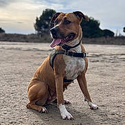 Pearl participe au concours pour gagner de l'argent avec cette photo : dog, animal, canine, pet, sitting, outdoor, harness, tongue_out, brown, white_paws, happy, nature, sky, cloudy, blurred_background, sand, muzzle, ears, paw, collar