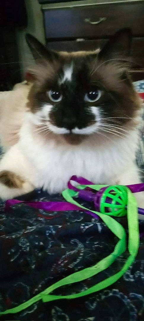 Casper joined the competition — help win amazing prizes! balinese, birman, carnivore, cat, collar, domestic_short_haired_cat, fawn, felidae, fur, grass, iris, magenta, pet_supply, purple, siamese, sitting, small_to_medium_sized_cats, tail, thai, whiskers