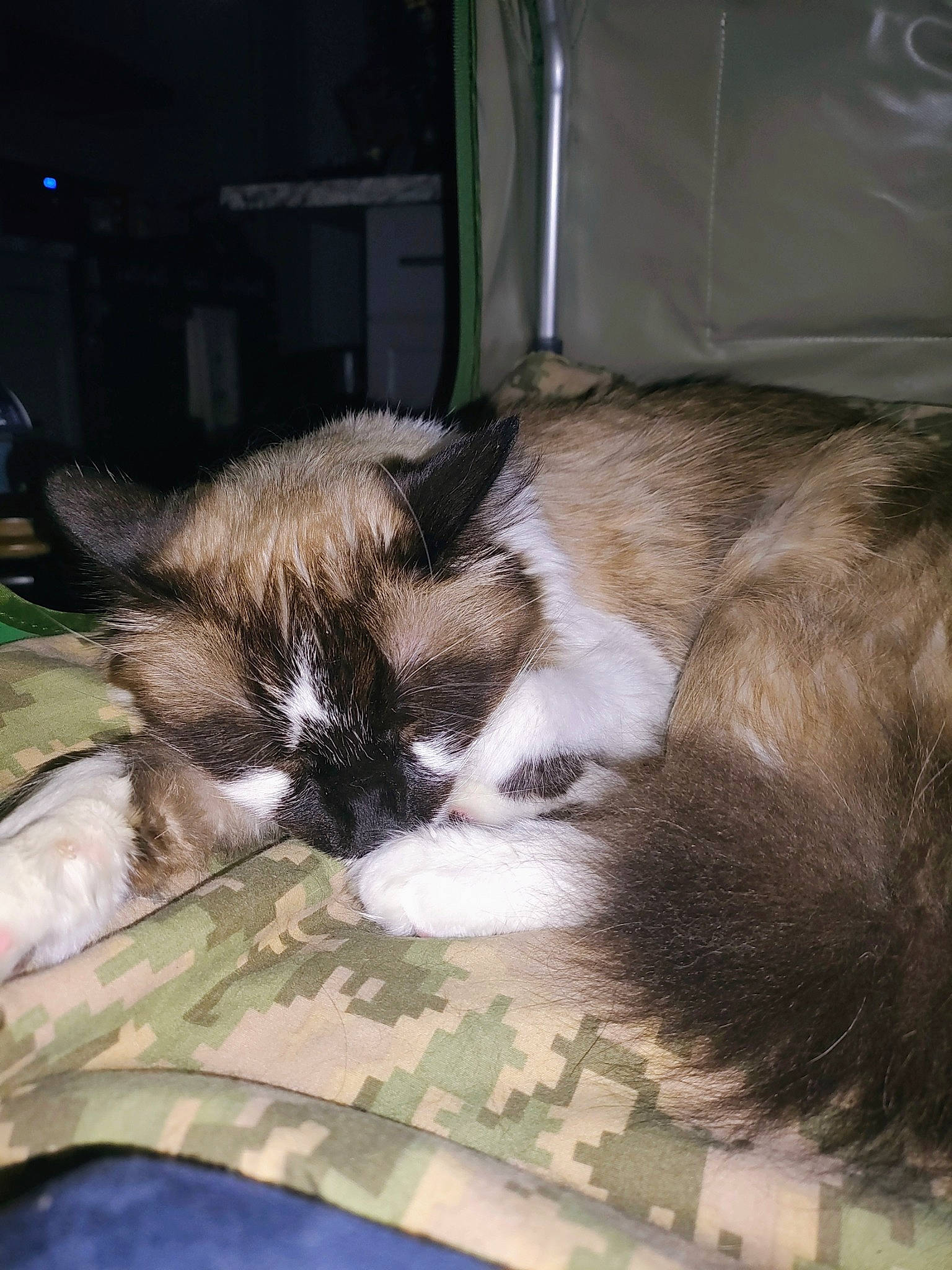 Casper joined the competition — help win amazing prizes! canidae, carnivore, cat, claw, comfort, companion_dog, dog_breed, domestic_short_haired_cat, fawn, felidae, fur, nap, paw, plant, sleep, small_to_medium_sized_cats, snout, tail, terrestrial_animal, whiskers