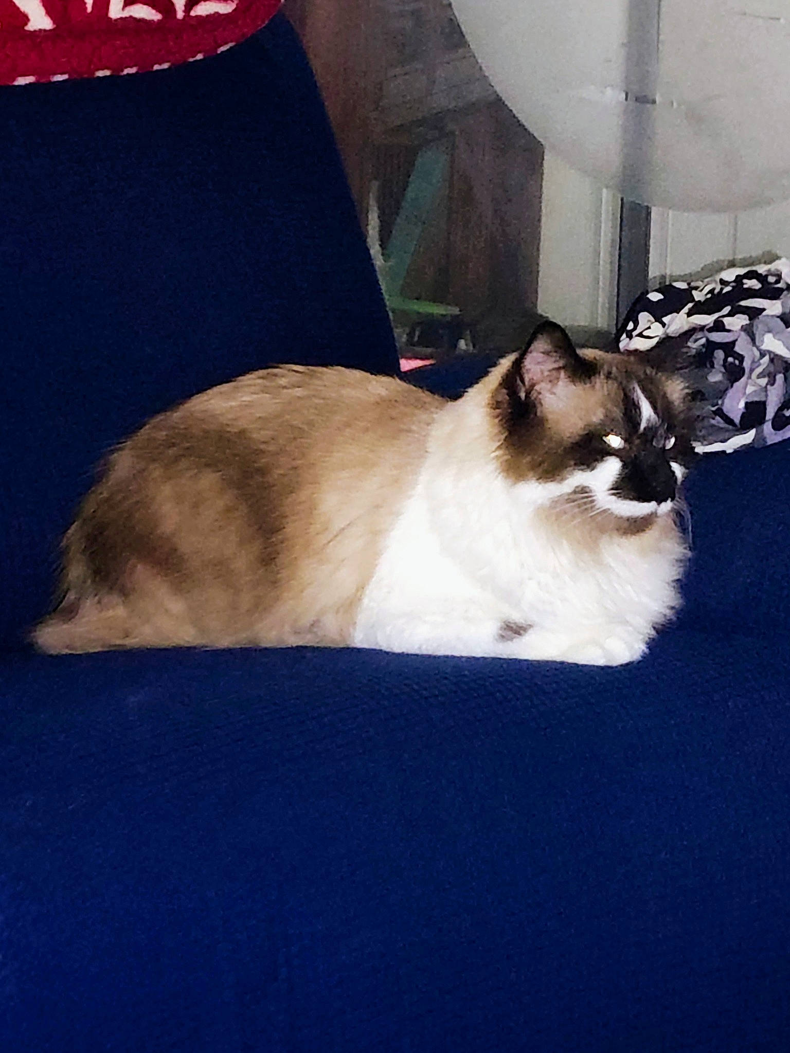 Casper is registered to the contest to win money with this photo: balinese, birman, carnivore, cat, comfort, fawn, felidae, fur, linens, paw, siamese, sky, small_to_medium_sized_cats, snout, tail, thai, tints_and_shades, tonkinese, whiskers