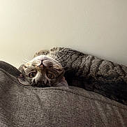 Binx joined the competition — help win amazing prizes! cat, tabby, upside_down, couch, gray, whiskers, indoor, pet, fur, relaxed, curious, animal, mammal, closeup, striped, home, laying, comfortable, face, ears