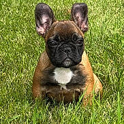 Kitkat is registered to the contest to win money with this photo: animal, black, brown, cute, daylight, dog, ears, french_bulldog, fur, grass, green, mammal, nature, outdoor, pet, portrait, puppy, sitting, white_patch, young