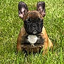 animal, black, brown, cute, daylight, dog, ears, french_bulldog, fur, grass, green, mammal, nature, outdoor, pet, portrait, puppy, sitting, white_patch, young