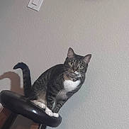 Boots is registered to the contest to win money with this photo: cat, tabby, indoor, stool, wooden_furniture, curious, white_paws, big_eyes, pet, animal, feline, domestic_cat, collar, looking, texture_wall, light_switch, remote_control, shadow, perched, cozy