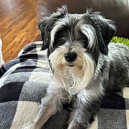 Journee joined the competition — help win amazing prizes! animal, beard, black_and_white, blanket, canine, close_up, comfortable, couch, cute, dog, domestic_animal, floor, fur, furniture, indoor, living_room, pet, portrait, relaxing, resting