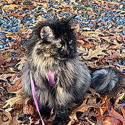 Layla is registered to the contest to win money with this photo: cat, long_hair, feline, pet, outdoor, autumn_leaves, gravel, harness, pink_harness, curious, sitting, nature, animal, mammal, fur, whiskers, daylight, close_up, fall, colorful