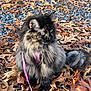 cat, long_hair, feline, pet, outdoor, autumn_leaves, gravel, harness, pink_harness, curious, sitting, nature, animal, mammal, fur, whiskers, daylight, close_up, fall, colorful