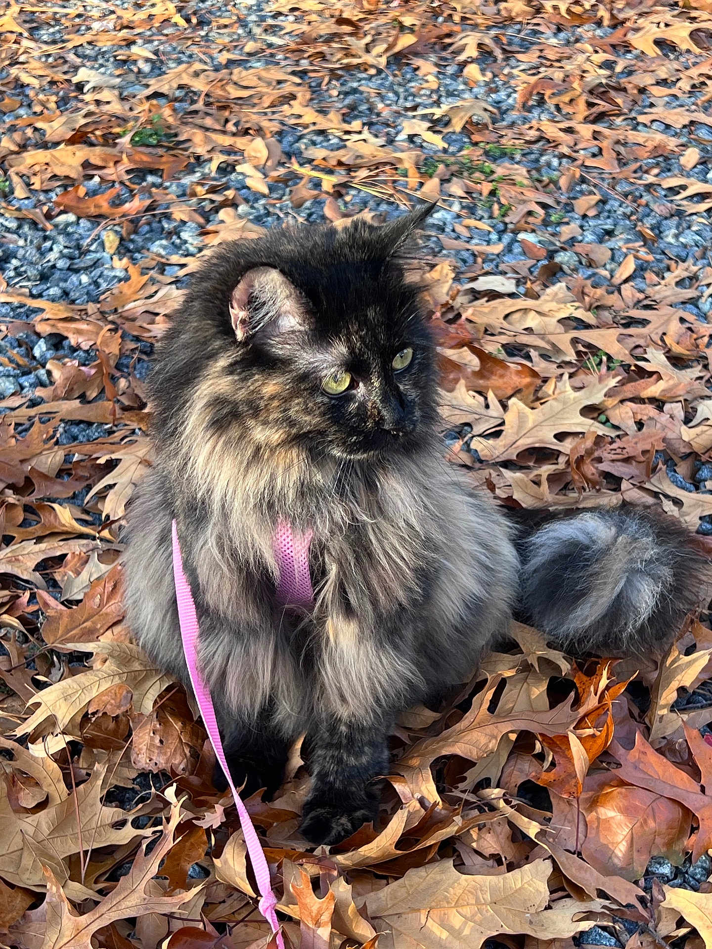 Layla is registered to the contest to win money with this photo: cat, long_hair, feline, pet, outdoor, autumn_leaves, gravel, harness, pink_harness, curious, sitting, nature, animal, mammal, fur, whiskers, daylight, close_up, fall, colorful