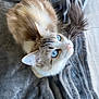 Nalouche participe au concours pour gagner de l'argent avec cette photo : cat, blue_eyes, fluffy, whiskers, blanket, gray, indoor, window, natural_light, pet, fur, resting, cozy, looking_up, cute, animal, domestic, soft_texture, relaxed, close_up