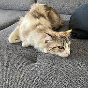 Nalouche participe au concours pour gagner de l'argent avec cette photo : cat, fluffy, lounging, gray_couch, indoor, pet, feline, whiskers, relaxed, fur, ear, black_cushion, texture, home, domestic_animal, animal, resting, closeup, side_view, comfortable