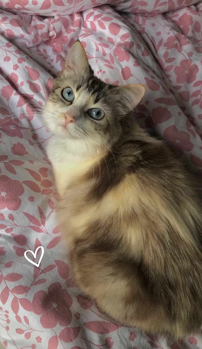 Nalouche a rejoint le concours — aidez-le/la à gagner de superbes lots ! cat, blue_eyes, fluffy, pet, animal, bed, blanket, pink, white, floral_pattern, cute, fur, whiskers, looking_up, resting, indoors, cozy, soft, heart_doodle, closeup