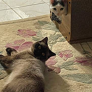 Bella is registered to the contest to win money with this photo: animal, cat, cozy, curious, ears, eyes, feline, floor, floral_pattern, fur, home, indoor, lying_down, peeking, pets, relaxed, rug, tile_floor, whiskers, wooden_box