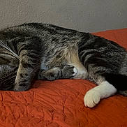 River joined the competition — help win amazing prizes! cat, tabby, sleeping, paw, orange_quilt, feline, indoor, cozy, resting, fur, whiskers, cute, pet, animal, relaxation, bed, domestic_cat, striped, quiet, nap