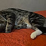 cat, tabby, sleeping, paw, orange_quilt, feline, indoor, cozy, resting, fur, whiskers, cute, pet, animal, relaxation, bed, domestic_cat, striped, quiet, nap