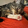 River is registered to the contest to win money with this photo: tabby_cat, cat, pet, paw, licking, orange_blanket, fur, whiskers, closeup, indoor, relaxed, animal, pink_paw_pads, striped, cute, grooming, sleepy, feline, soft, cozy