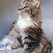 Alba participe au concours pour gagner de l'argent avec cette photo : cat, feline, long_hair, green_eyes, whiskers, paw, fur, portrait, indoor, bed, blanket, cozy, looking_up, ears, sitting, side_profile, domestic_animal, pet, close_up, soft_light