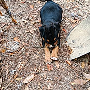 Jazmine is registered to the contest to win money with this photo: animal, black_dog, canine, curious, dirt, dog, earth, exploring, ground, leaves, nature, outdoor, paw, pet, playful, puppy, small_dog, tail, tan_paws, young_dog