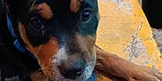 Jazmine joined the competition — help win amazing prizes! alert, animal, black_and_tan, canine, close_up, collar, curb, cute, daylight, dog, ears, looking_up, outdoor, pavement, paw, pet, puppy, sidewalk, street, young_dog