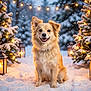 dog, snow, winter, christmas_tree, lantern, lights, outdoor, animal, pet, holiday, festive, smiling, fur, nature, seasonal, cute, happy, canine, decoration, cold