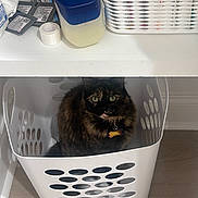 Vanessa is registered to the contest to win money with this photo: cat, tortoiseshell, laundry_basket, indoor, pet, feline, green_eyes, curious, fur, collar, tag, floor, desk, household_items, container, domestic, cute, animal, resting, cozy