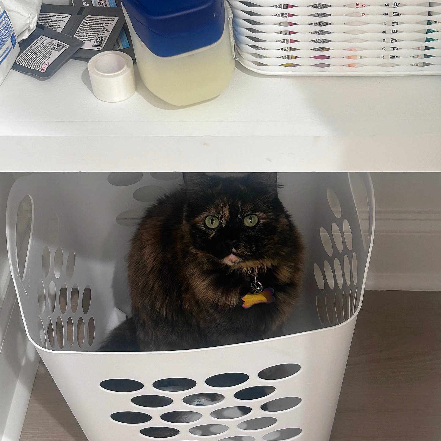 Vanessa is registered to the contest to win money with this photo: animal, cat, collar, container, cozy, curious, cute, desk, domestic, feline, floor, fur, green_eyes, household_items, indoor, laundry_basket, pet, resting, tag, tortoiseshell