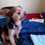 Ziggy is registered to the contest to win money with this photo: dog, small_dog, bed, quilt, blue_quilt, pink_toy, indoor, pet, fur, collar, blurred, motion, animal, furniture, background, book, paper, purple_pillow, red_pillow, cute