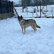 Sherlock a rejoint le concours — aidez-le/la à gagner de superbes lots ! alert, animal, canine, cold, dog, fence, field, fur, gray_sky, landscape, leafless, nature, outdoor, quiet, rural, sky, snow, standing, tree, winter