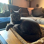 Grisette participe au concours pour gagner de l'argent avec cette photo : alert, basket, cat, couch, cozy, cushions, domestic_animal, ears, feline, fur, gray_cat, household, indoor, living_room, pet, relaxed, tail, whiskers, window_light, wooden_table