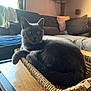 alert, basket, cat, couch, cozy, cushions, domestic_animal, ears, feline, fur, gray_cat, household, indoor, living_room, pet, relaxed, tail, whiskers, window_light, wooden_table