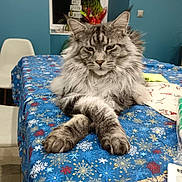 Thao participe au concours pour gagner de l'argent avec cette photo : cat, fluffy, gray_cat, table, tablecloth, snowflake_pattern, indoor, chair, window, plant, holiday, decor, furniture, pet, animal, relaxed, resting, long_fur, mammal, domestic_animal