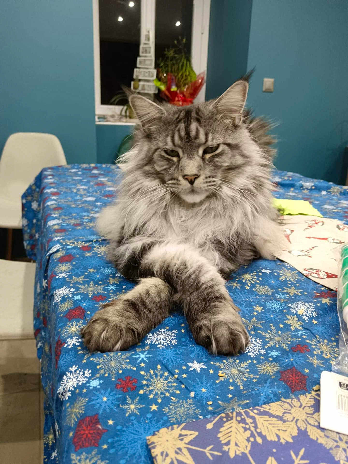 Thao participe au concours pour gagner de l'argent avec cette photo : cat, fluffy, gray_cat, table, tablecloth, snowflake_pattern, indoor, chair, window, plant, holiday, decor, furniture, pet, animal, relaxed, resting, long_fur, mammal, domestic_animal