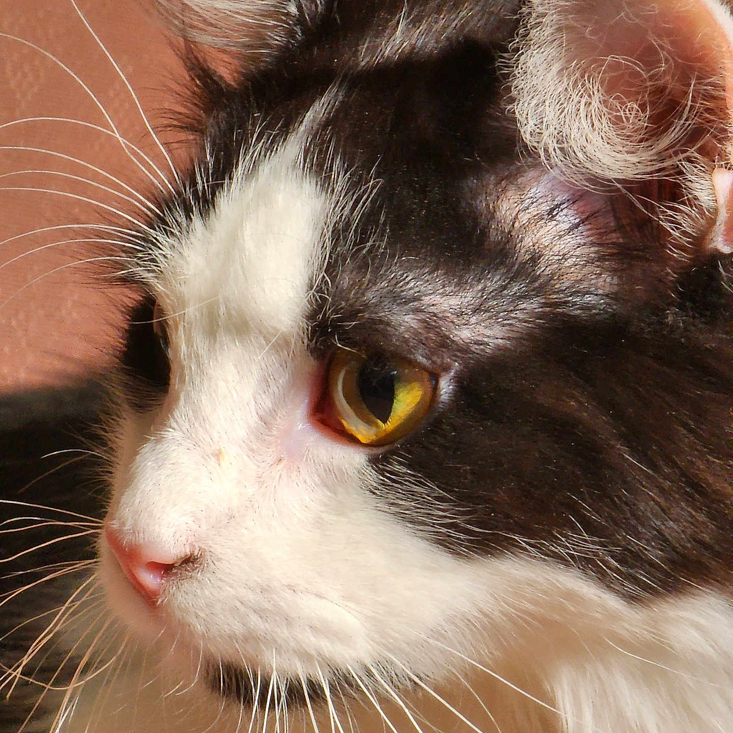 Oscar joined the competition — help win amazing prizes! abyssinian, angora, animal, bodypart, cat, kitten, manx, mouth, person, pet, siamese, snout