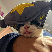 Kitty joined the competition — help win amazing prizes! animal, arm, black_and_white, cat, closeup, costume, cozy, cute, face, funny, hat, indoor, mouth, nose, person, pet, plush, resting, tongue, whiskers